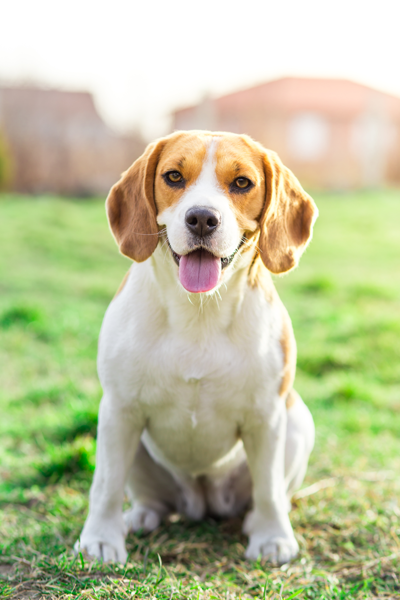 Dog with big ears staring