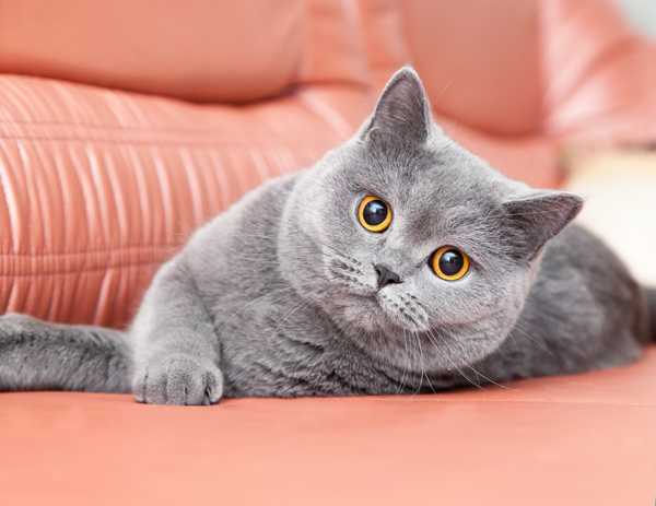 Fluffy Cat on Couch